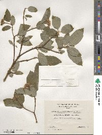 Cornus sericea image