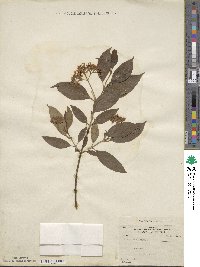 Cornus sericea image