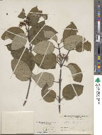 Cornus sericea image