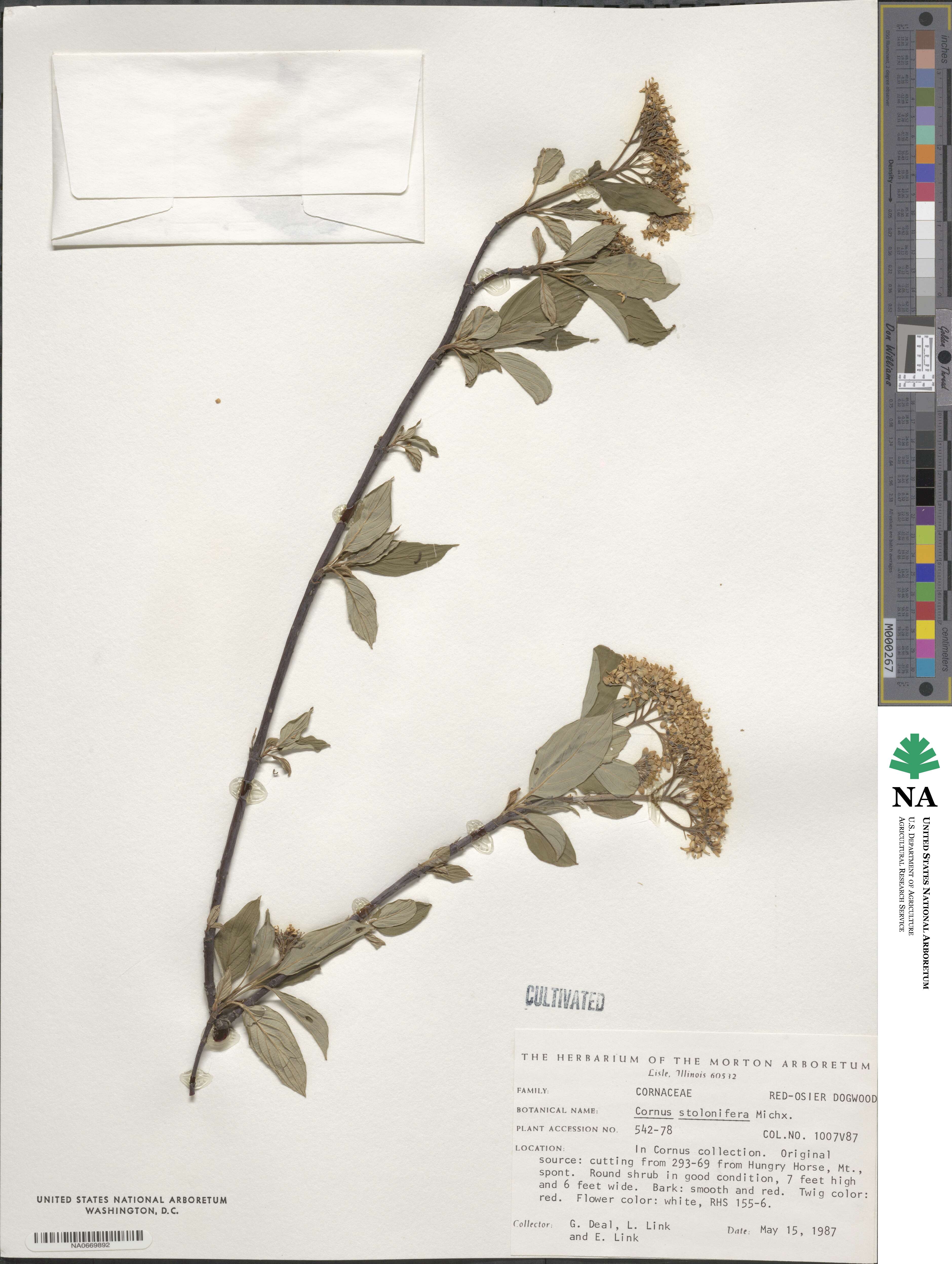 Cornus sericea image