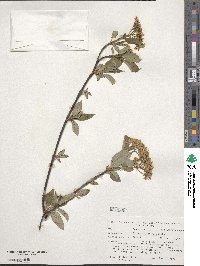 Cornus sericea image