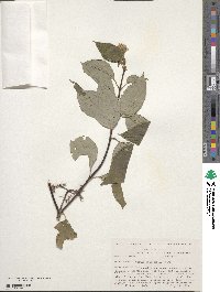 Cornus sericea image
