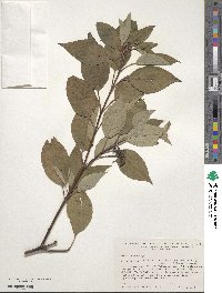 Cornus sericea image