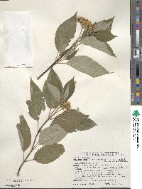 Cornus sericea image