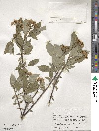 Cornus sericea image