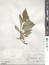 Cornus sericea image
