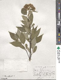Cornus sericea image