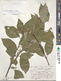 Cornus sericea image