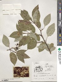 Cornus sericea image
