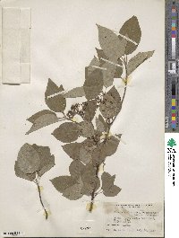 Cornus sericea image
