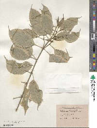 Cornus sericea image