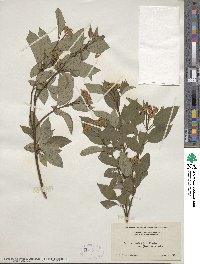 Cornus sericea image
