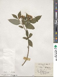 Cornus sericea image