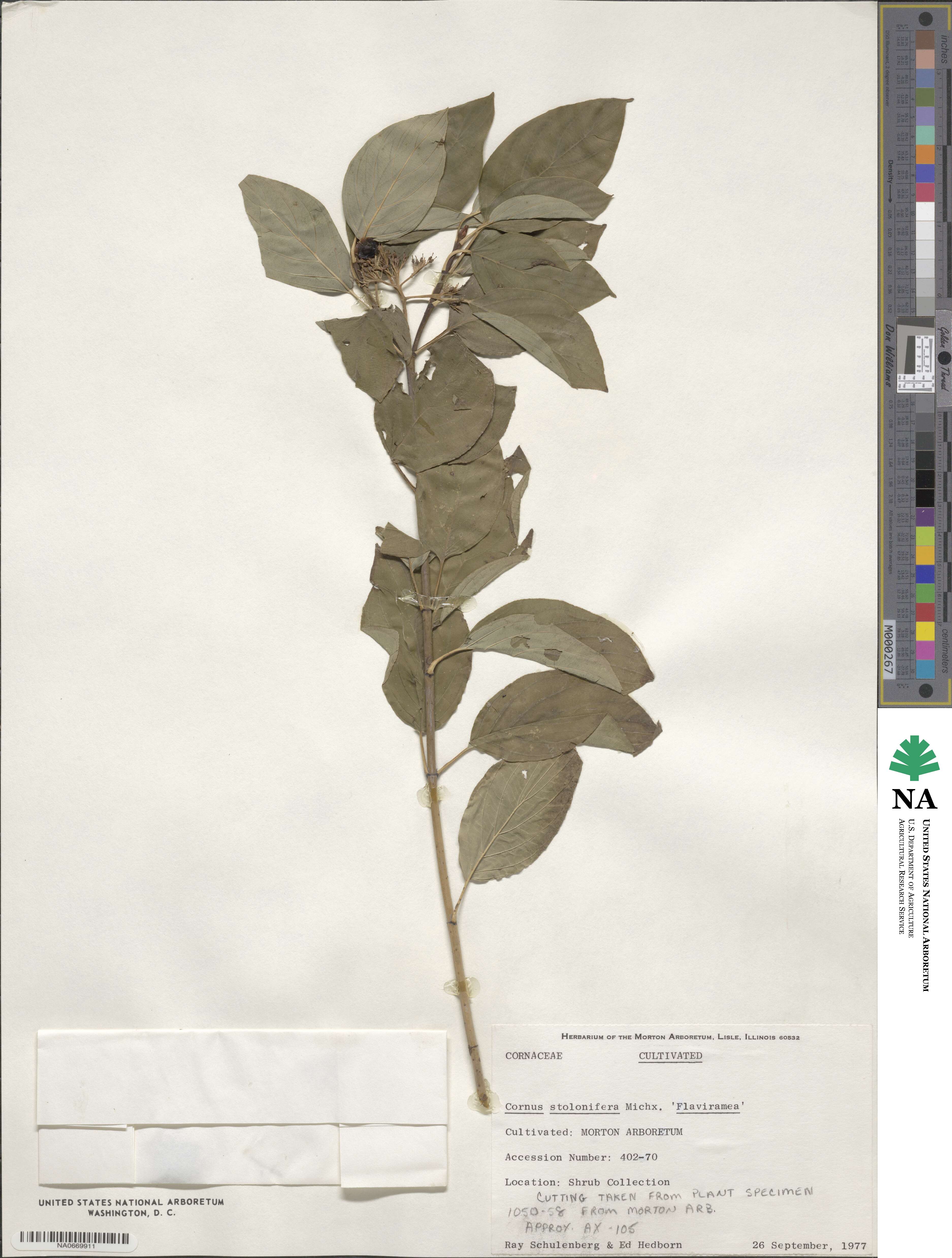 Cornus sericea image