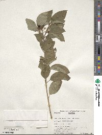 Cornus sericea image