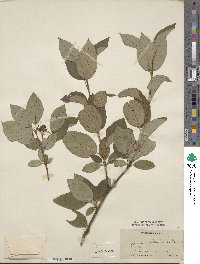 Cornus sericea image