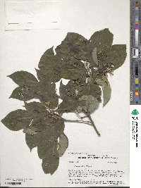 Cornus walteri image