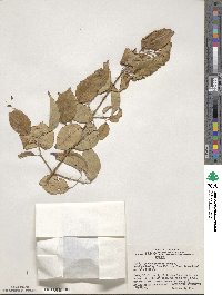 Cornus walteri image