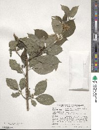 Cornus walteri image
