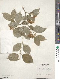 Cornus walteri image