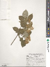 Cornus walteri image
