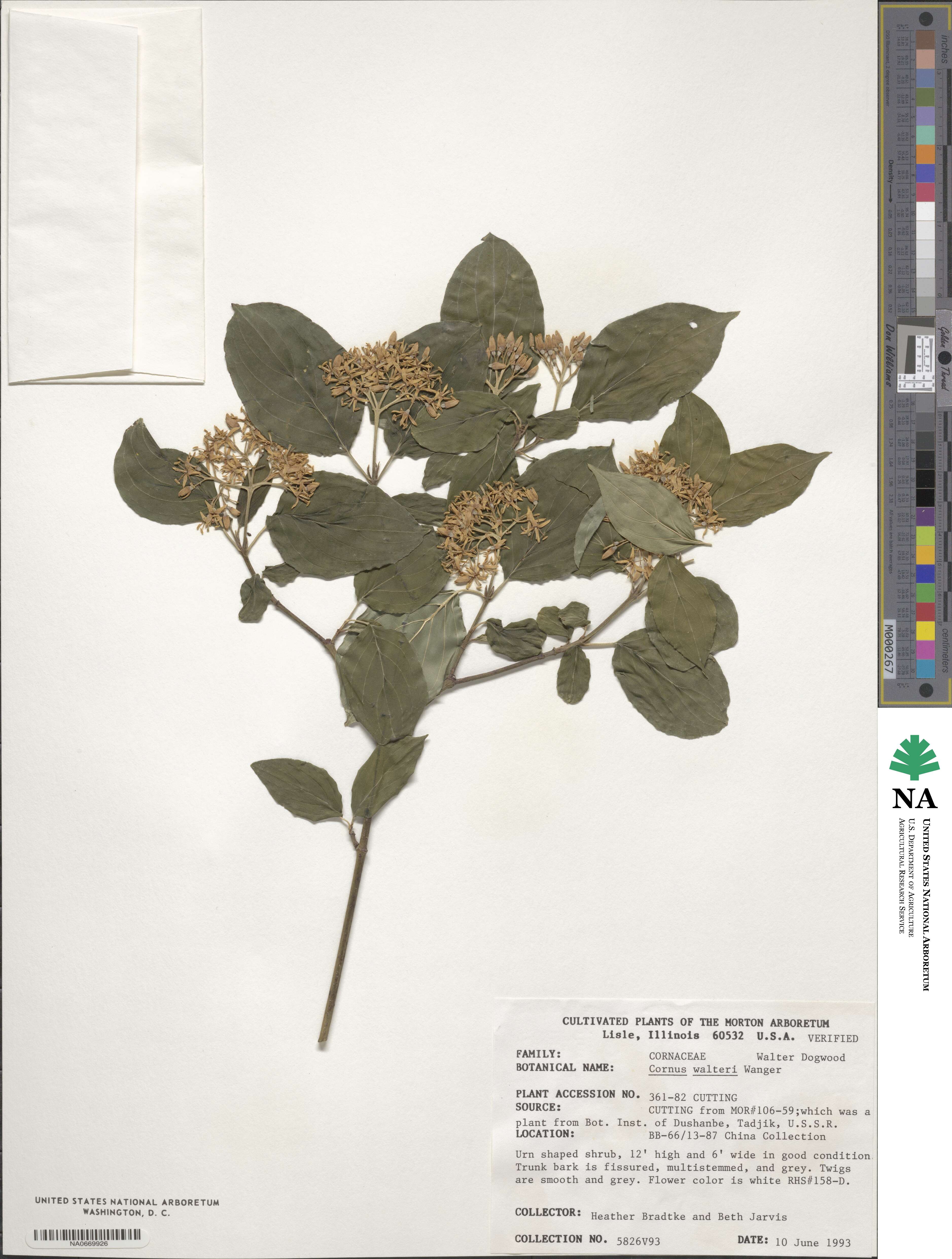 Cornus walteri image