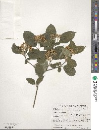 Cornus walteri image