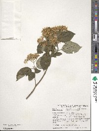 Cornus walteri image