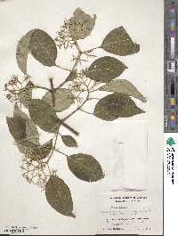Cornus walteri image