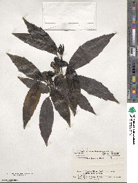 Aucuba japonica image