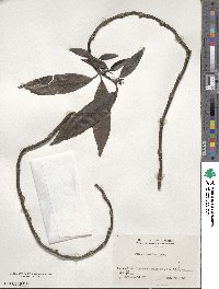 Aucuba japonica image