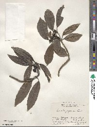 Aucuba japonica image