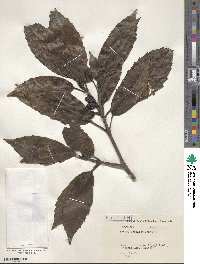 Aucuba japonica image