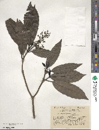 Aucuba japonica image