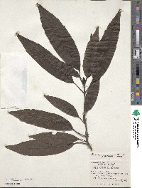 Aucuba japonica image