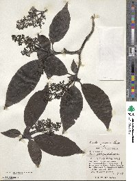 Aucuba japonica image