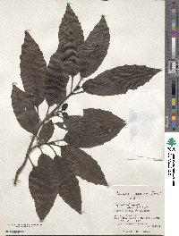 Aucuba japonica image