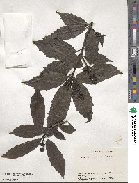 Aucuba japonica image