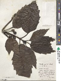 Aucuba japonica image