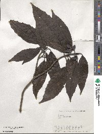 Aucuba japonica image