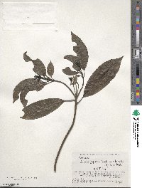 Aucuba japonica image