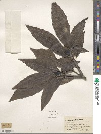 Aucuba japonica image