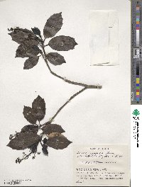 Aucuba japonica image