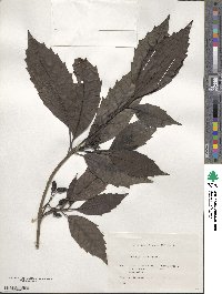 Aucuba japonica image