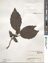 Aucuba japonica image