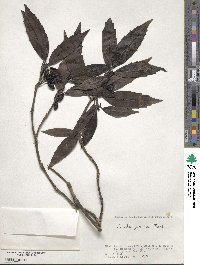 Aucuba japonica image