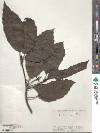 Aucuba japonica image