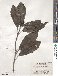 Aucuba japonica image