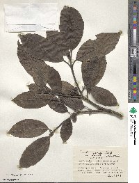 Aucuba japonica image