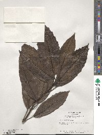 Aucuba japonica image